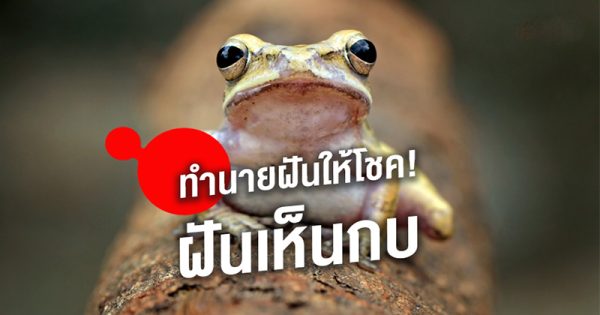 ฝันได้จับกบเลขเด็ด-"Dreamed of catching a lucky number frog."