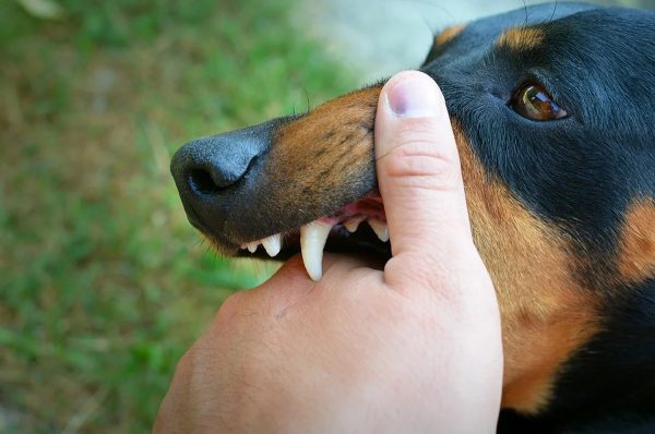 ฝันว่าหมากัดมือ-"Dreamed that a dog bit your hand"