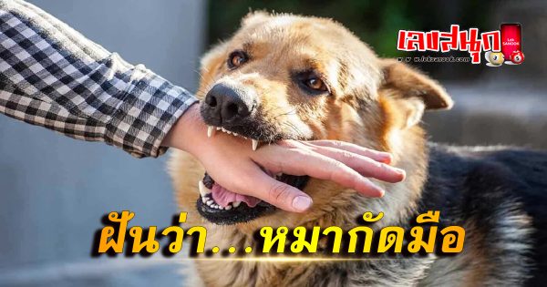 ฝันว่า หมากัดมือ -"fun numbers beliefs"