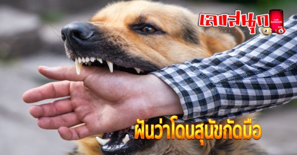 ฝันว่าโดนสุนัขกัดมือ-"Dreamed that a dog bit your hand"