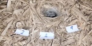 เลขเด็ด แม่น ๆ-"Lucky numbers, accurate"