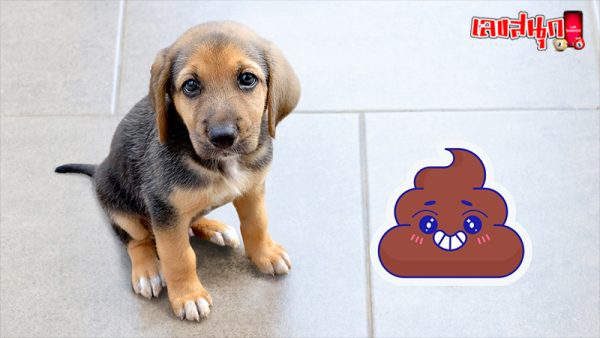 เหยียบขี้สุนัข-"Step on dog poop"