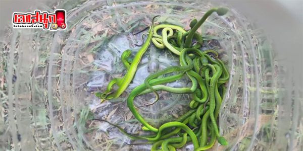งูหนีร้อน-"A green snake escapes the heat and enters the garden."