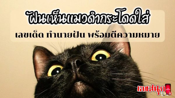 ฝันเห็นแมวดํากระโดดใส่ -"fun numbers beliefs"