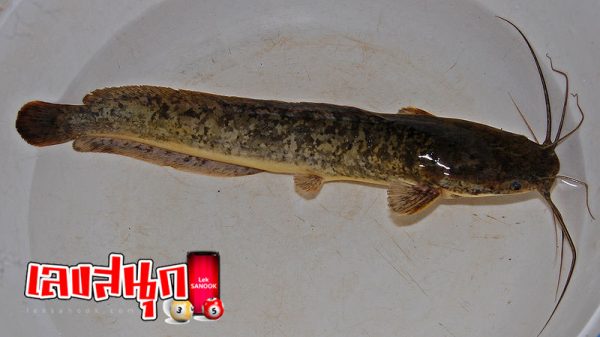 ฝันเห็นปลาดุก-''Dream of seeing a catfish''