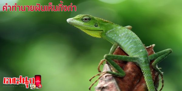 ฝันเห็นกิ้งก่า-"Dream of seeing a chameleon"