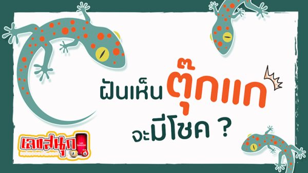 ฝันเห็นตุ๊กแกกระโดดใส่ -"Dream of seeing a gecko jumping at you"