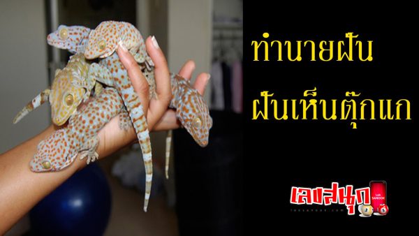 ฝันว่าตุ๊กแกกัด-"Dream that a gecko bites"