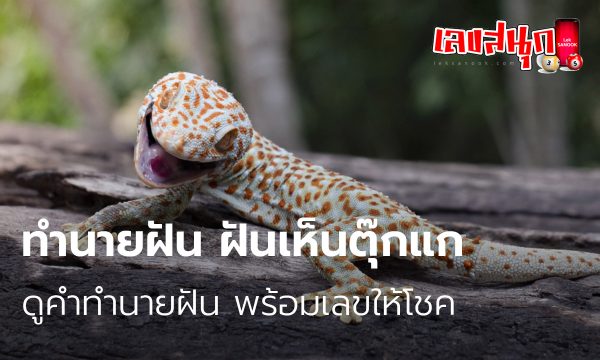ฝันเห็นตุ๊กแก-"Dream of seeing a gecko"