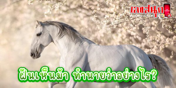 ฝันเห็นม้า -"fun numbers beliefs"