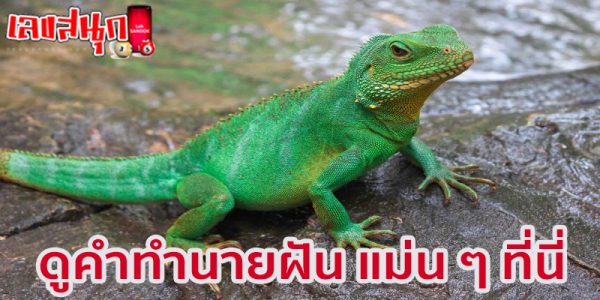 ฝันเห็นกิ้งก่ากัด-"Dream of seeing a lizard bite"
