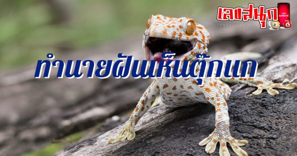 ฝันว่าตุ๊กแกกัด-"Dream that a gecko bites"