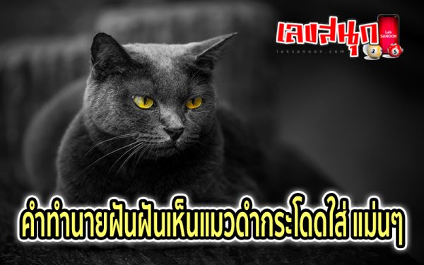 ฝันเห็นแมวดํากระโดดใส่ -"Dream of seeing a black cat jump at you"