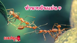 ฝันเห็นมดเดินเป็นแถว-"Dream of seeing ants walking in a row"
