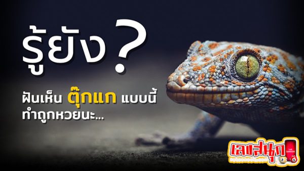 ฝันว่าตุ๊กแกโดดใส่มือ -"Dreaming that a gecko jumped into your hand"