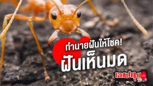 ฝันเห็นฝูงมด เลขเด็ด-"Dreaming of seeing a swarm of ants, lucky numbers"