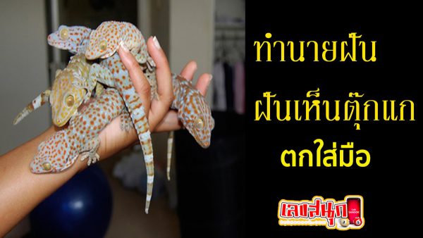 ฝันว่าตุ๊กแกโดดใส่มือ -"Dreaming that a gecko jumped into your hand"