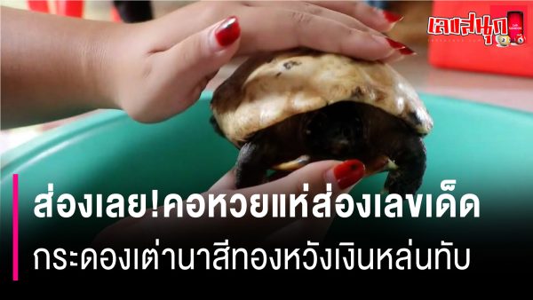 เต่านากระดองสีทอง-"golden softshell turtle"