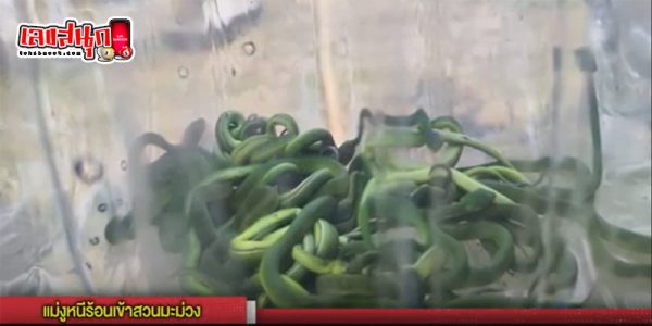 พบงูเขียวท้องแก่-"Found an old-bellied green snake"