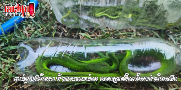 งูหนีร้อน-"Snake escapes heat"