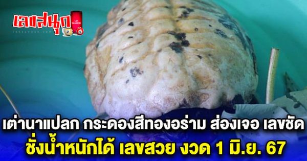 เต่านาแปลก กระดองสีทองอร่าม-"Strange turtle with a bright golden shell."
