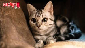 ฝันว่าแมวฉี่ใส่-"Dreaming that a cat peed on you"