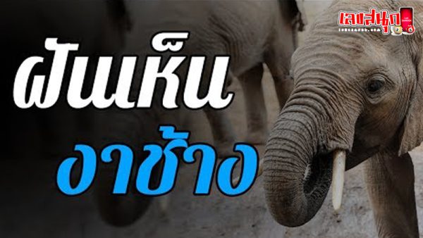 ฝันเห็นงาช้าง-"Dream of seeing a white elephant"