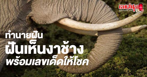 ฝันเห็นงาช้าง-"Dream of seeing ivory"