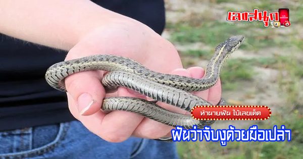 ฝันว่าจับงูด้วยมือเปล่า-"Dreaming of catching a snake with bare hands"