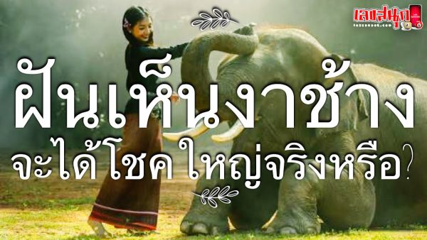 ฝันเห็นงาช้าง-"Dreamed of seeing 1 ivory, lucky number."