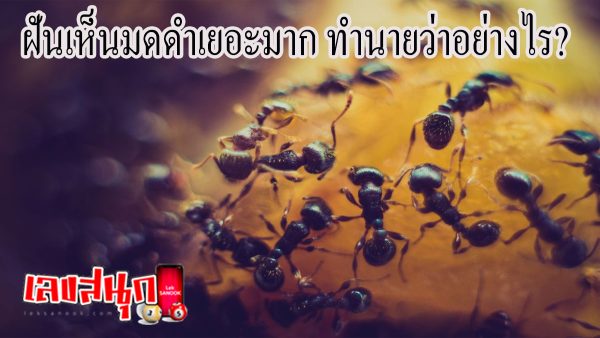 ฝันเห็นมดดําเยอะมาก-"fun numbers beliefs"