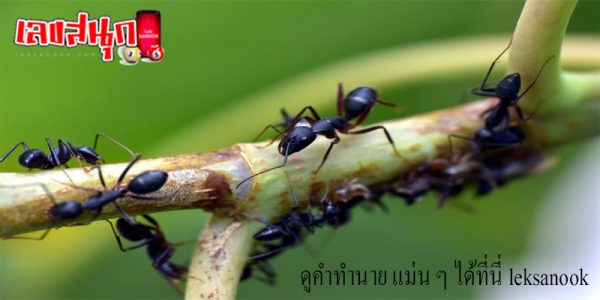 ฝันเห็นมดดําเยอะมาก-"Dreamed of seeing a lot of black ants"
