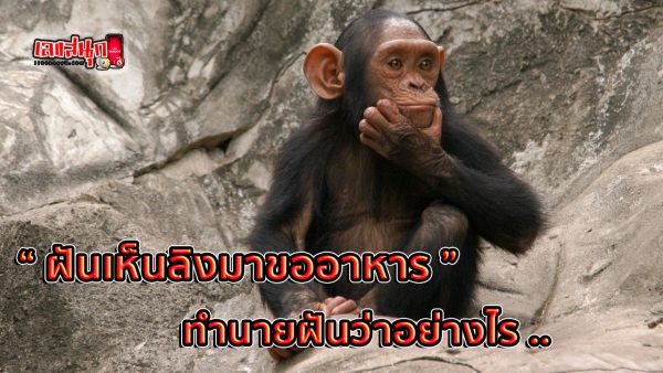 ฝันเห็นลิงมาขออาหาร - "Dreamed of seeing a monkey .come and beg for food."