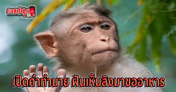 ฝันเห็นลิงมาขออาหาร - "fun numbers beliefs"