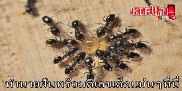 ฝันเห็นฝูงมดขึ้นบ้าน-"Dreamed of seeing a swarm of ants in the house."