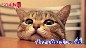 ฝันว่าแมวฉี่ใส่เสื้อผ้า-"Dreaming that a cat pees on clothes"