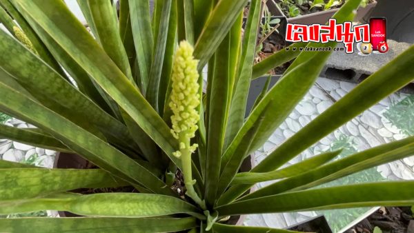 ส่องเลข ต้นลิ้นมังกร-"Looking at the numbers of the dragon tongue tree"