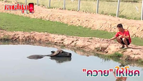 ควายให้โชค-"Buffalo brings luck"