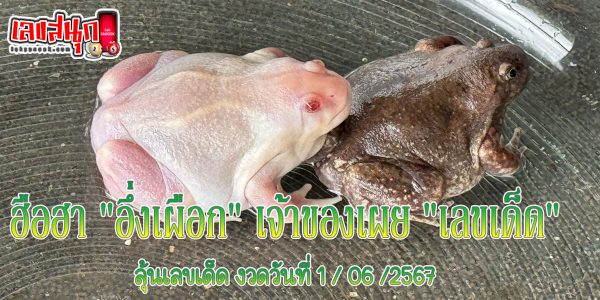 เลขเด็ด อึ่งเผือก-"Lucky number Ung Phueak"