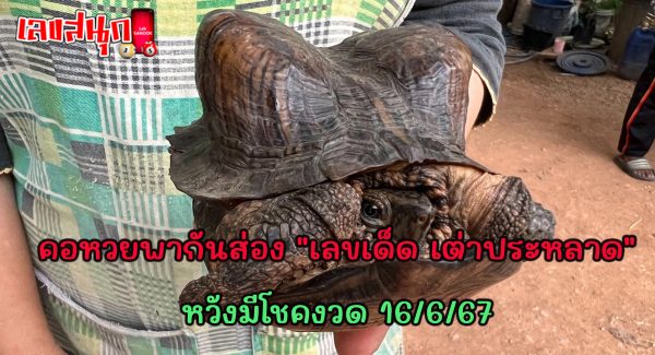 เลขเด็ด เต่าประหลาด-" Lucky number strange turtle"