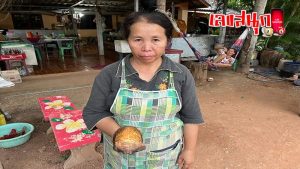 เลขเด็ด เต่าประหลาด-" Lucky number strange turtle"