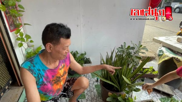 ต้นลิ้นมังกรให้โชค-"The Dragon Tongue tree brings good luck."