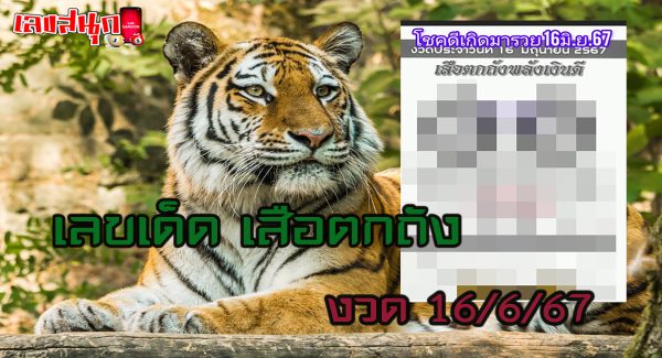 เสือตกถัง 16 6 67-"Tiger Tok Tang 16 6 67"