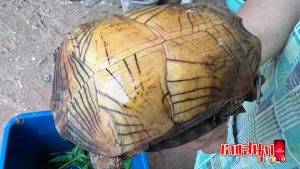 เลขเด็ดเต่า-"Turtle lucky number"