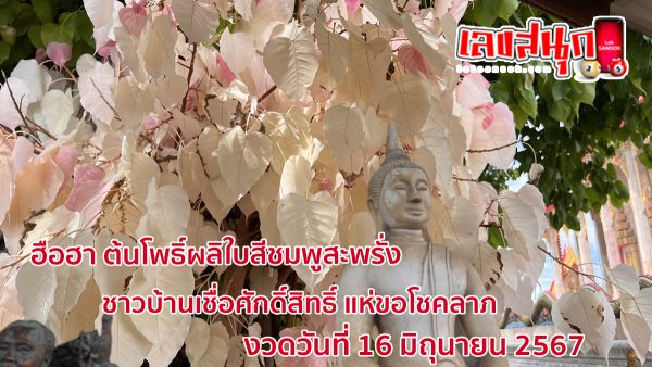 ขอโชคต้นโพธิ์ใบสีชมพู-"Wish for luck on the Bodhi tree with pink leaves"
