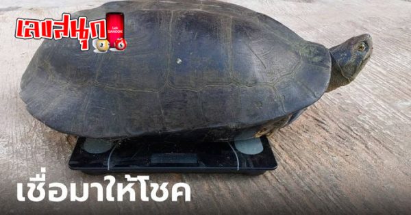 เต่าเข้าบ้านหมายความว่า-"A turtle entering the house means"