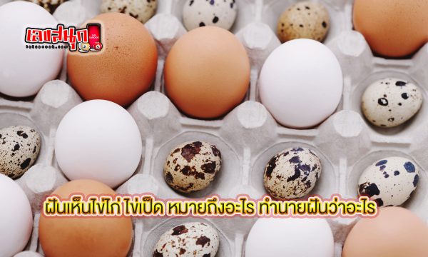 ฝันเห็นไข่ไก่ ไข่เป็ด - "Dream about seeing chicken eggs. duck eggs"