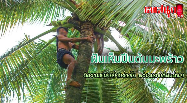 ฝันเห็นปีนต้นมะพร้าว-"Dream of climbing a coconut tree"