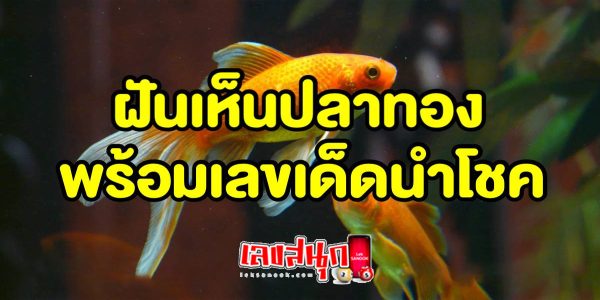 ฝันเห็นปลาทอง-"Dream of seeing a goldfish"