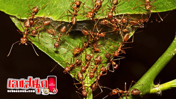 ฝันเห็นมดแดงเยอะมาก ๆ ๆ-"Dreamed of seeing a lot of red ants."